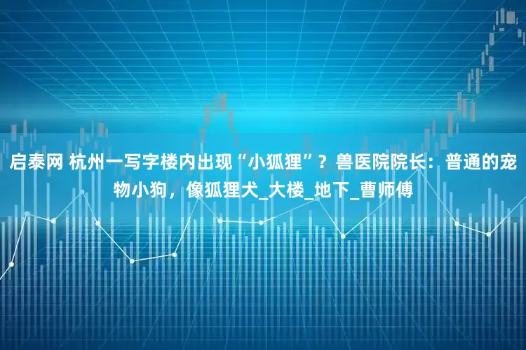 启泰网 杭州一写字楼内出现“小狐狸”？兽医院院长：普通的宠物小狗，像狐狸犬_大楼_地下_曹师傅